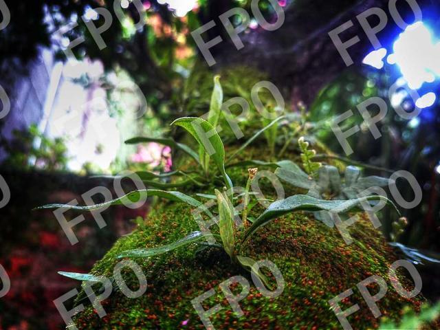 Fallen Heroes Tree of Honor Dedication Ceremony