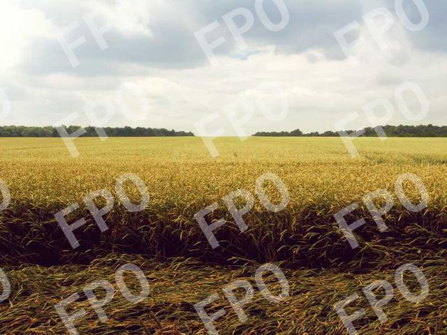 Statement Regarding Delays today at Central Illinois Regional Airport